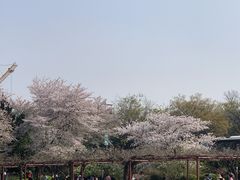 -嘉定紫藤园
