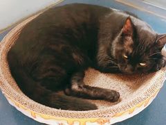 -纳吉亚猫专科动物医院(康都外科中心)