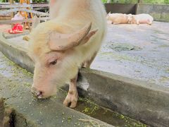 -海南热带野生动植物园