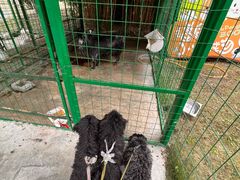 -成都安仁福朋喜来登酒店