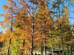 -昆山城市生态森林公园