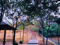 -森波拉火山温泉