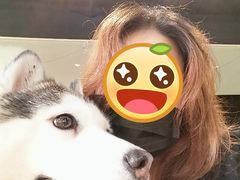 小苹果-Husky Go! 哈士奇体验馆·宠物咖啡厅狗咖