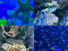 -海合安成都极地海洋公园