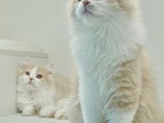 -lincat·猫舍(广州店)