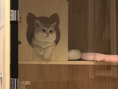 -东方名猫馆·英短金渐层布偶猫舍(环线广场1号楼店)