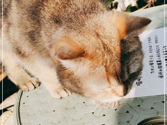 -喵屿·大理花园猫咖