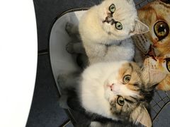 -豆老板的猫咖啡(碑林博物馆店)