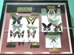 -上海昆虫博物馆