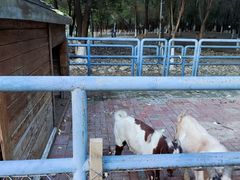 -长白岛森林公园