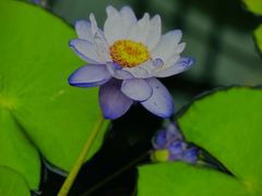 -国家植物园南园