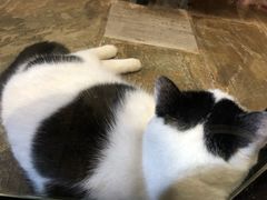 -猫咪博物馆(顶澳仔猫街店)