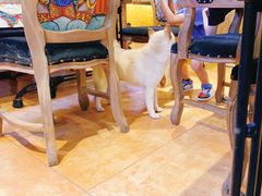 -more than meow吴止猫主题餐厅(承德 中船汇店)