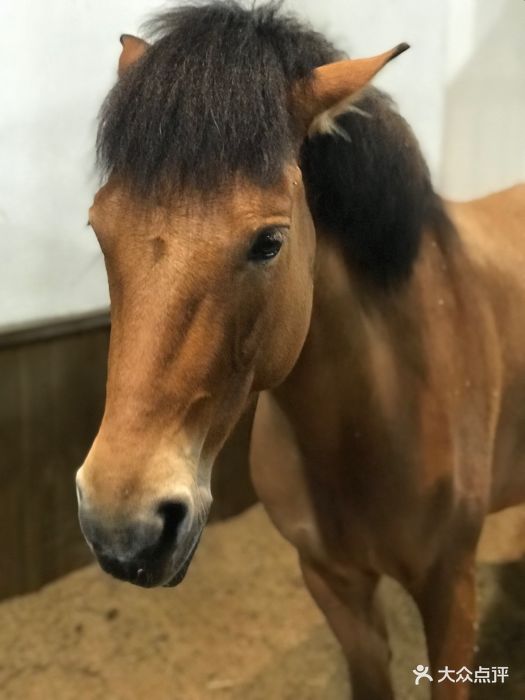 佳伯马术俱乐部(八方汇店)-dpuser_9893895083的相册-无锡亲子-大众