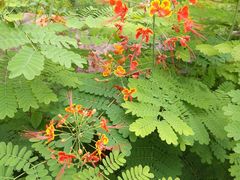 -华南国家植物园-售票处