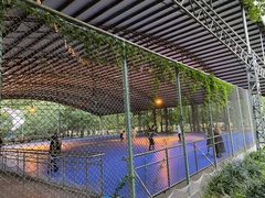 -上海共青森林公园