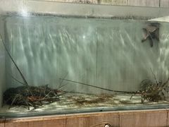 -海盗餐厅