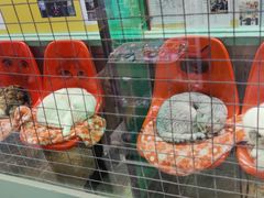 -猫咪博物馆(顶澳仔猫街店)