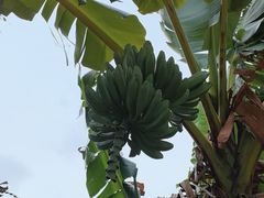 -云溪植物园