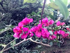 -金盆阿嬷香菇茶叶蛋(玄光店)