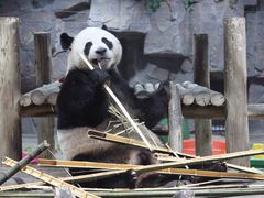 -栾川竹海野生动物园