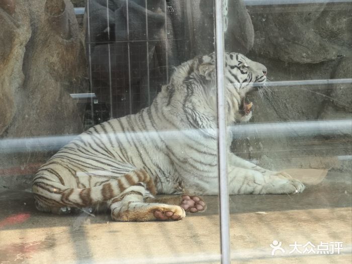 青岛动物园图片