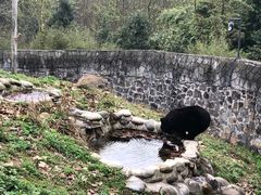 -都江堰中华大熊猫苑