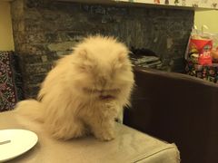 -猫色咖啡·猫咖