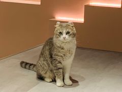 -猫儿山۰猫主题餐厅