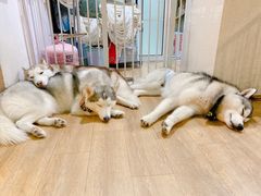 -Husky Go! 哈士奇体验馆·宠物咖啡厅狗咖