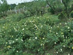 -都江堰玫瑰花溪谷