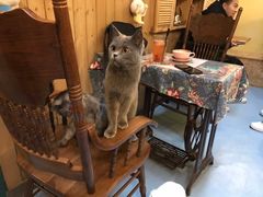 -猫色咖啡·猫咖