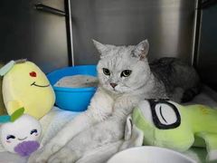 -纳吉亚猫专科动物医院·北北分院