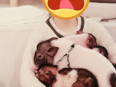 猪猪-浣熊柯尔鸭土拨鼠·电玩咖