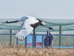 -盐城丹顶鹤湿地生态旅游区