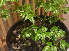 -龍二烧肉酒场(九亭店)