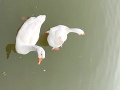 -洛阳市隋唐城遗址植物园