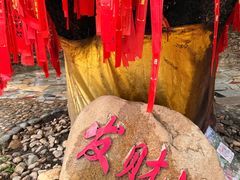 -独树成林
