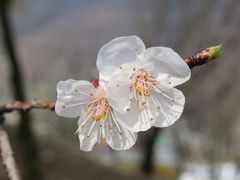 -香雪海