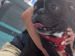 -天使宠物医院·犬猫分诊(彩虹店)