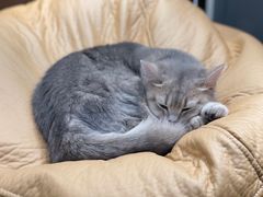 -逗柴咖啡屋·狗咖猫咖宠物桌游