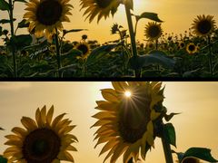 -光明小镇欢乐田园