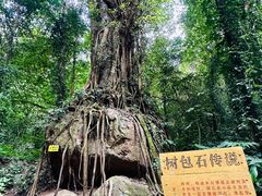 -莫里热带雨林景区