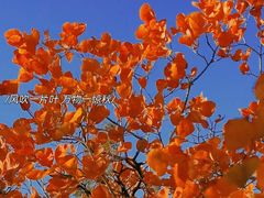 -北京西山国家森林公园