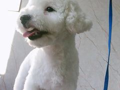 -福懋动物医院·犬猫全科·外科·重症科(杏林分院)