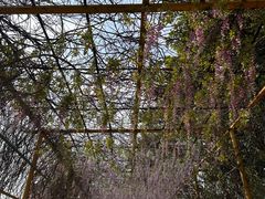 -天适樱花悠乐园