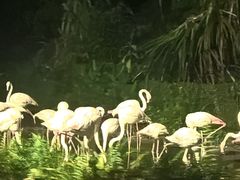 -夜间野生动物园