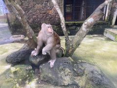 -海南热带野生动植物园