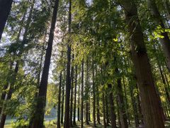 -黄海国家森林公园