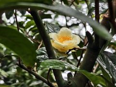 -金花茶公园